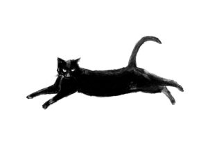 Kath Fotheringham: Stretchy black cat