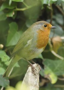 Susan Harding: Robin amongst the Ivy.  Archival Quality Photograph