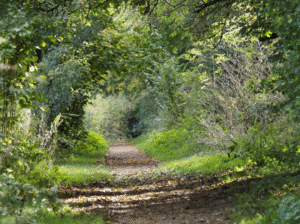Susan Harding: Stoke Lyne Woods.  Archival quality photographSpar